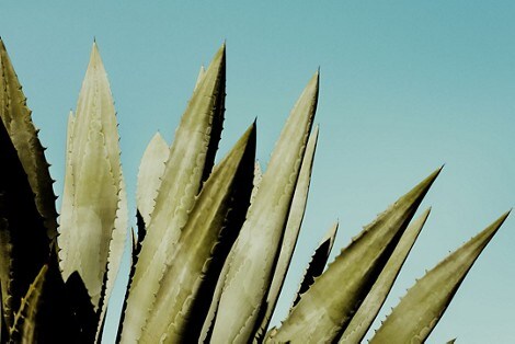 An agave plant