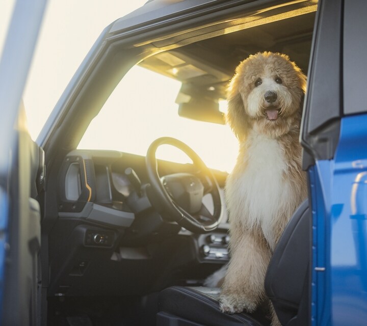 A 2024 Ford Bronco® Badlands® model with a dog sitting in the driver seat